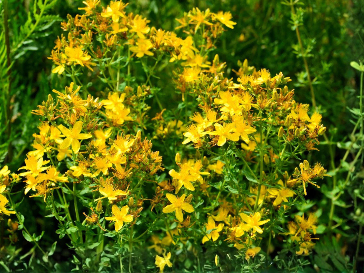 St. John’s Wort Seeds | Hypericum pyramidatum | Bright Yellow Flowering Perennial | 500 Seeds for Garden & Natural Landscaping