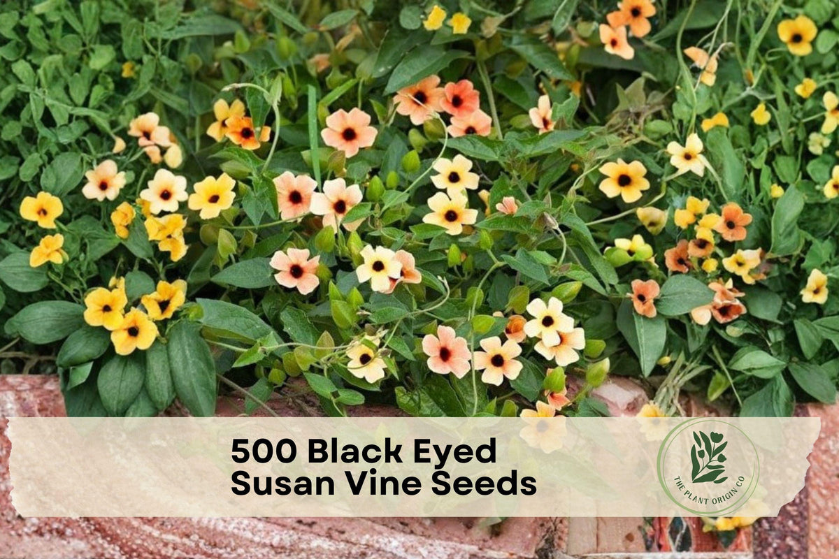 500 Black Eyed Susan Vine Seeds - Climbing Thunbergia alata Mix for Trellis & Fence, Bright Color Flowers, Fast-Growing Annual Seed Pack