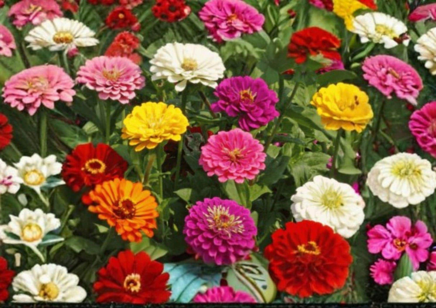 California Giant Zinnia Seeds – Mixed Colors, Flower Seeds for Garden, Pollinator Friendly, Cut Flower, Tall Blooming Plant