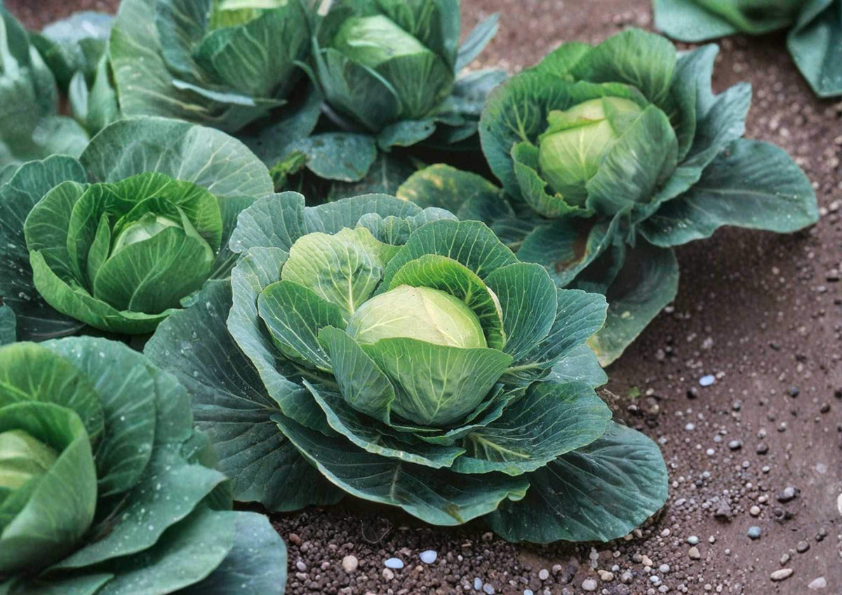 Golden Acre Cabbage Seeds, Heirloom Non-GMO, Compact Green Heads, Early Maturing Vegetable Seeds for Garden Planting
