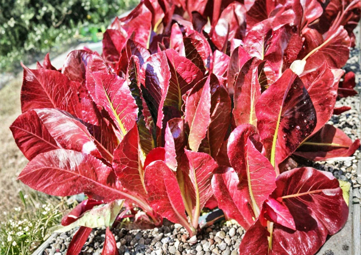 Red Romaine Lettuce Seeds - Heirloom Organic Non-GMO Vegetable Seeds for Garden, Salad Greens, Burgundy and Green Leaves