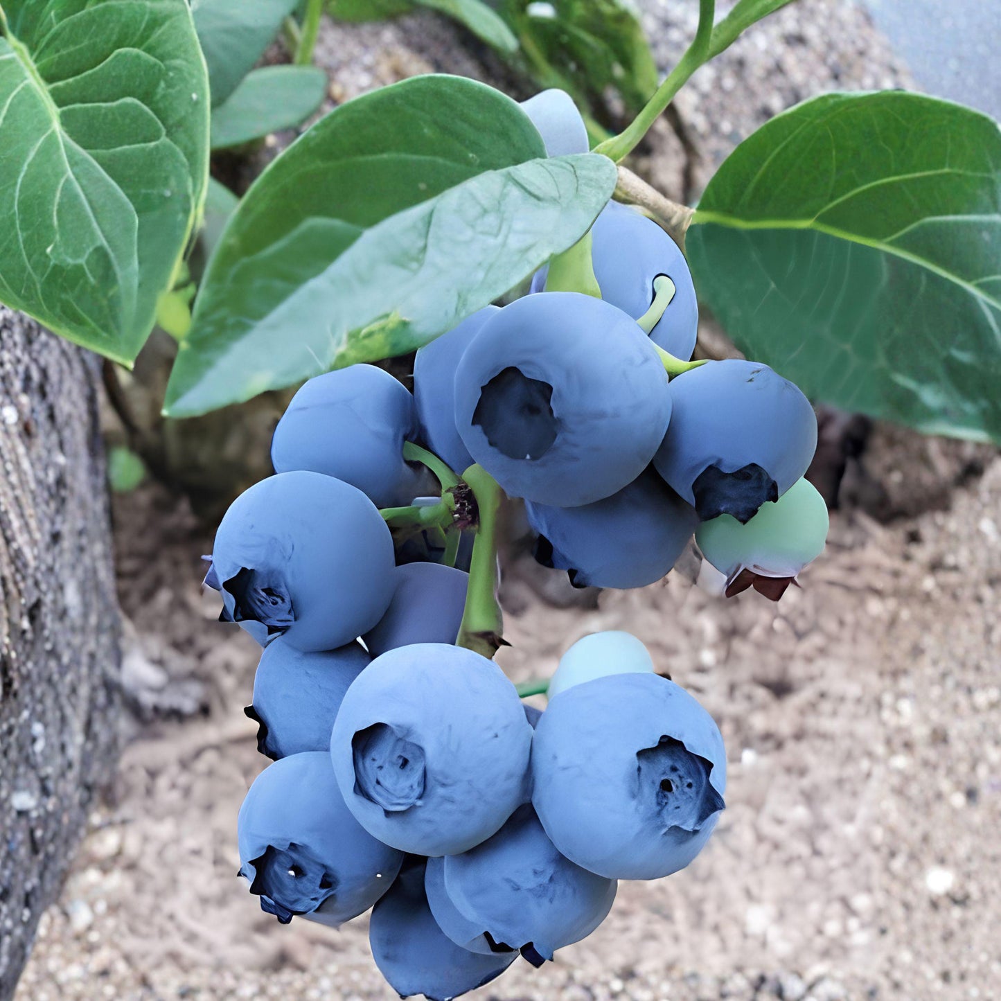 Blueberry Plants, 2 Pack, Live Starter Plants for Garden Growing, Blueray Variety, 5–10 Inches