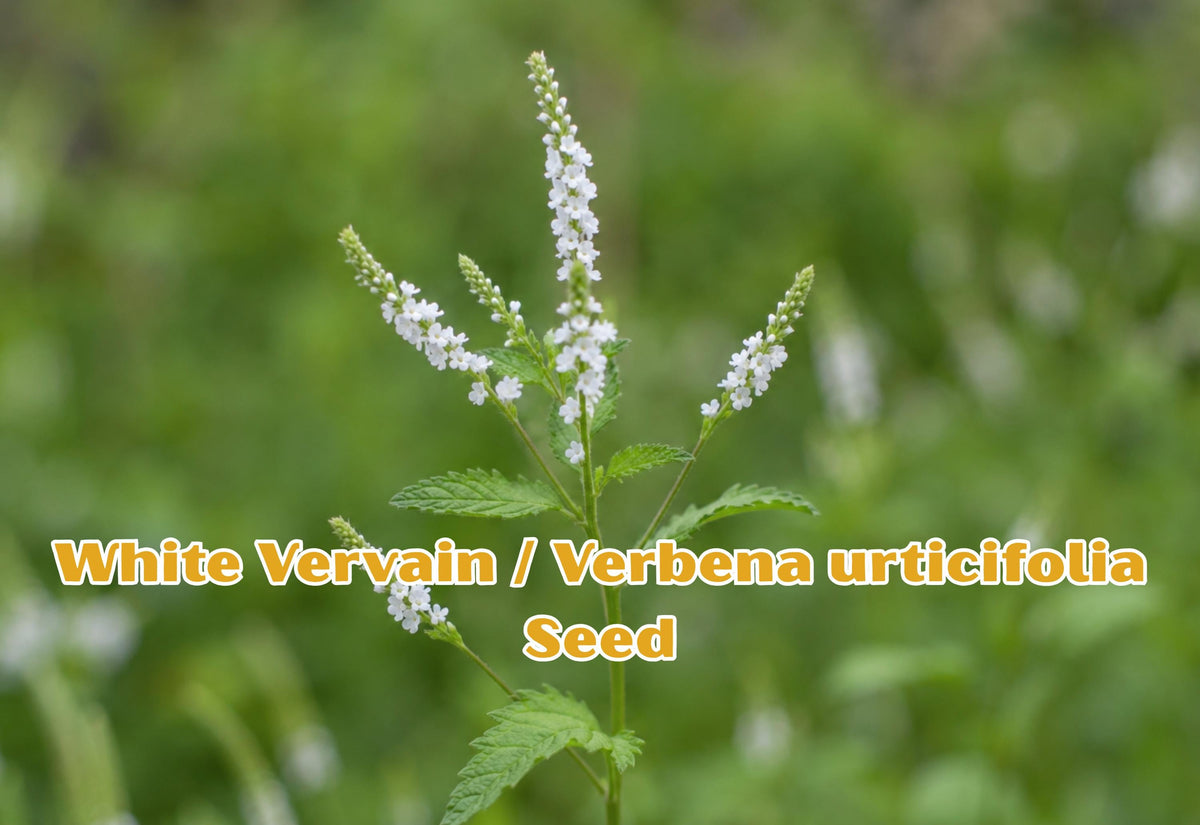 White Vervain Seeds – Native Wildflower for Pollinators, Cottage Gardens, Herbal Gardens – Verbena urticifolia