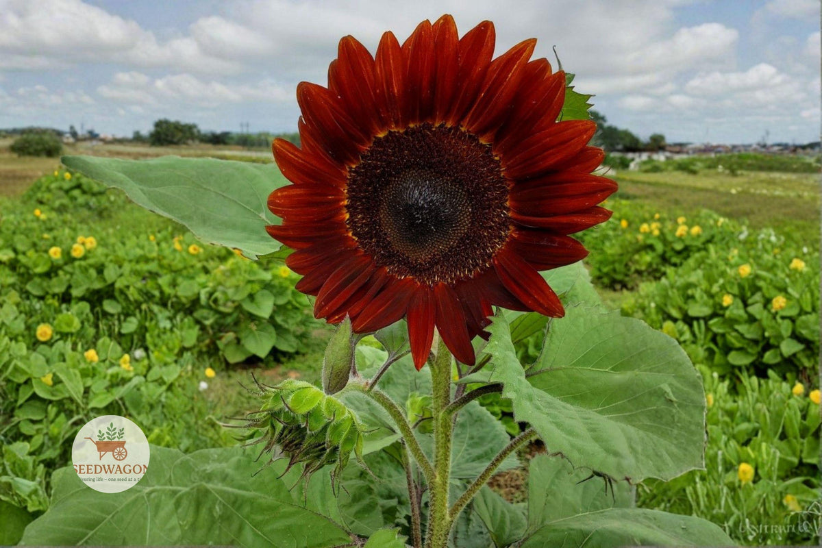 Velvet Queen Sunflower Seeds – Helianthus annuus Deep Red Burgundy Flower, Tall Annual for Garden Beds & Cut Flowers