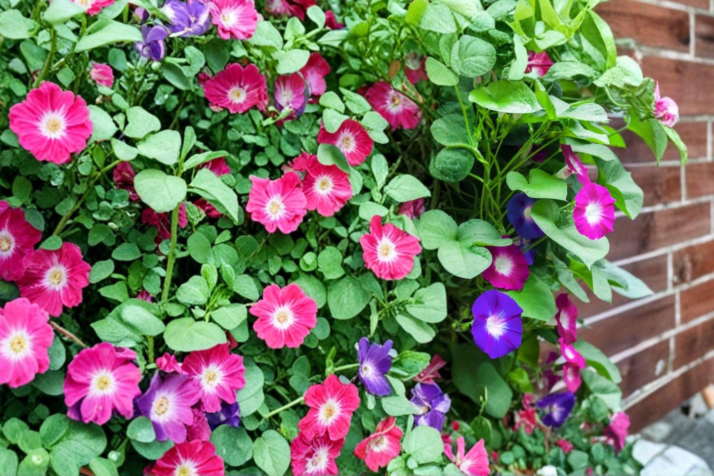 Morning Glory Seeds Mix – Ipomoea purpurea, Climbing Annual Flower, Vibrant Blue, Purple, Red & Pink Blooms, Fast-Growing Vine