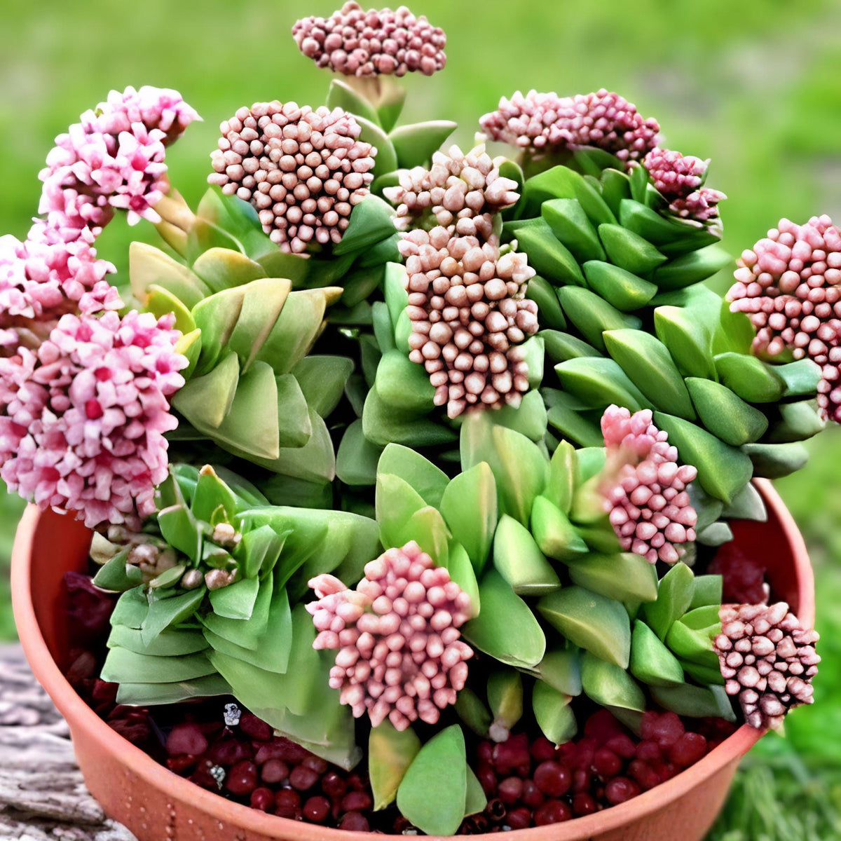 Succulent Plant | Bride’s Bouquet Crassula | Pink Blooming Fleshy Leaf Succulent | Crassula spp.
