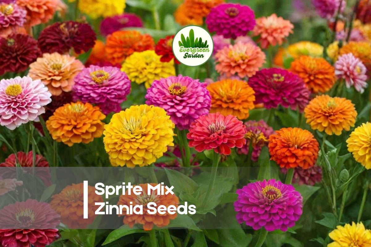 100 Sprite Mix Zinnia Seeds - Dwarf Annual Flowers for Borders & Containers, Bright Mixed Colors, Zinnia elegans