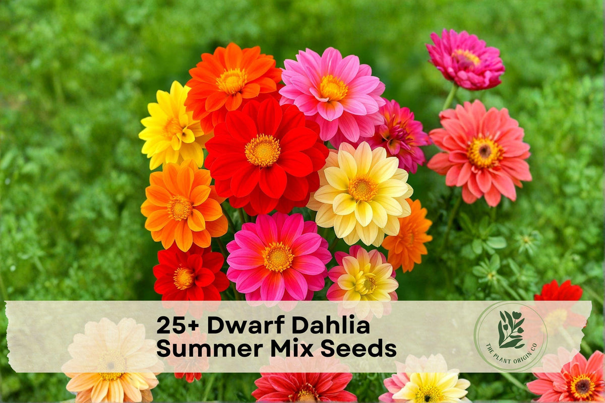 Dwarf Dahlia Seeds 25+ Pack | Summer Mix Bright Colors | Dahlia pinnata Flowering Plant for Borders & Containers