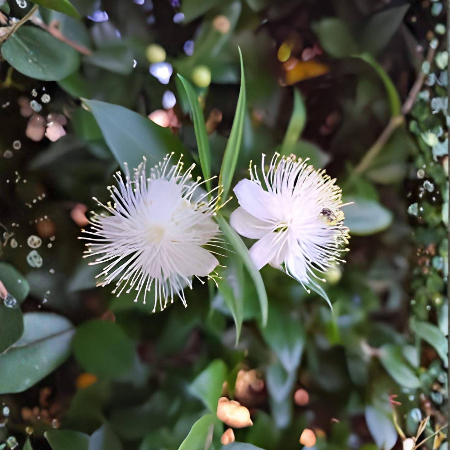 White Myrtle Cuttings – Myrtus communis – Evergreen Shrub for Hedges & Containers – 7 Live Unrooted Propagation Cuttings