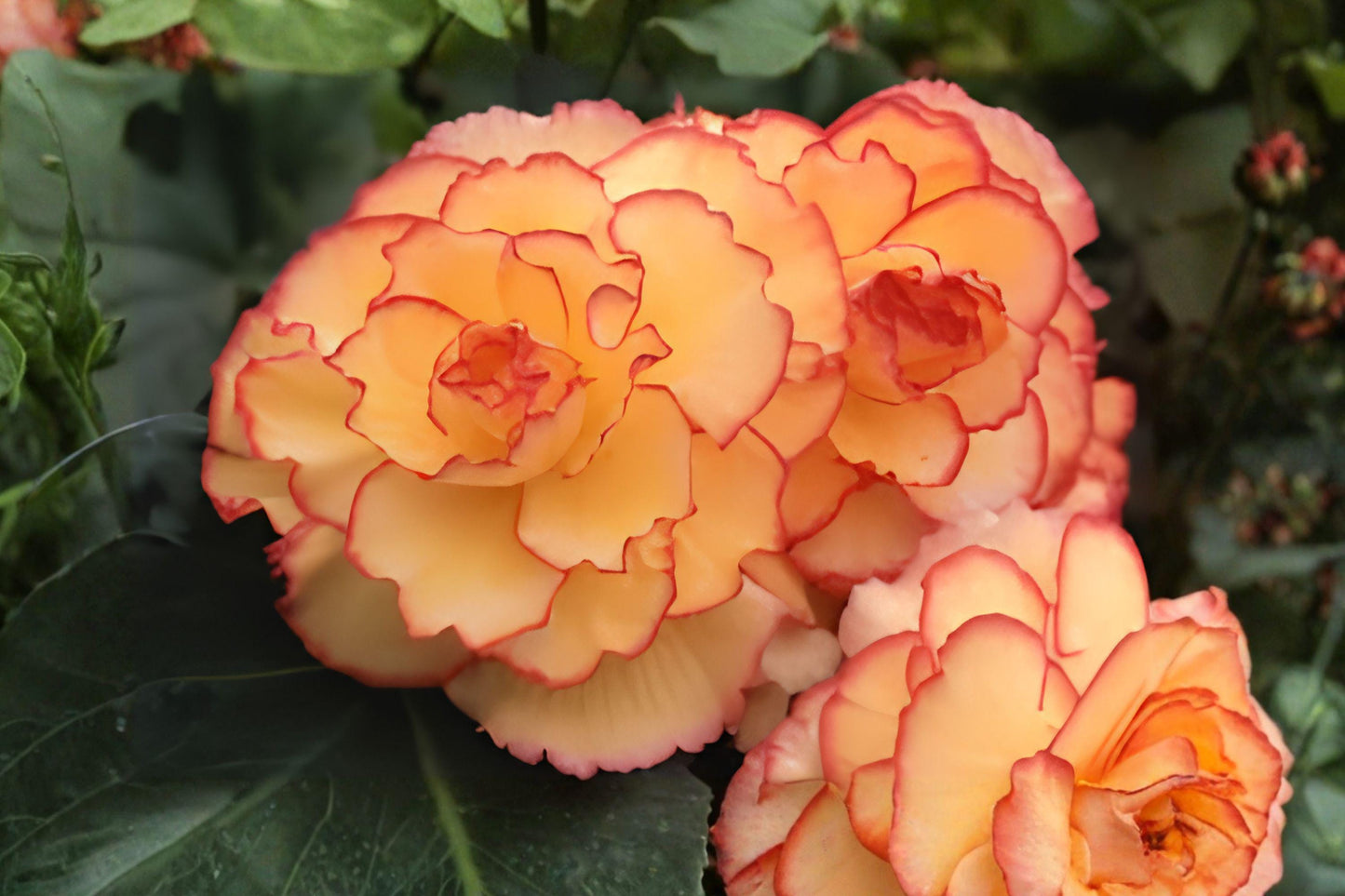 Begonia Picotee Sunburst Bulbs – Tuberous Flowering Plant with Yellow Red Edges for Shade Gardens, Containers & Baskets