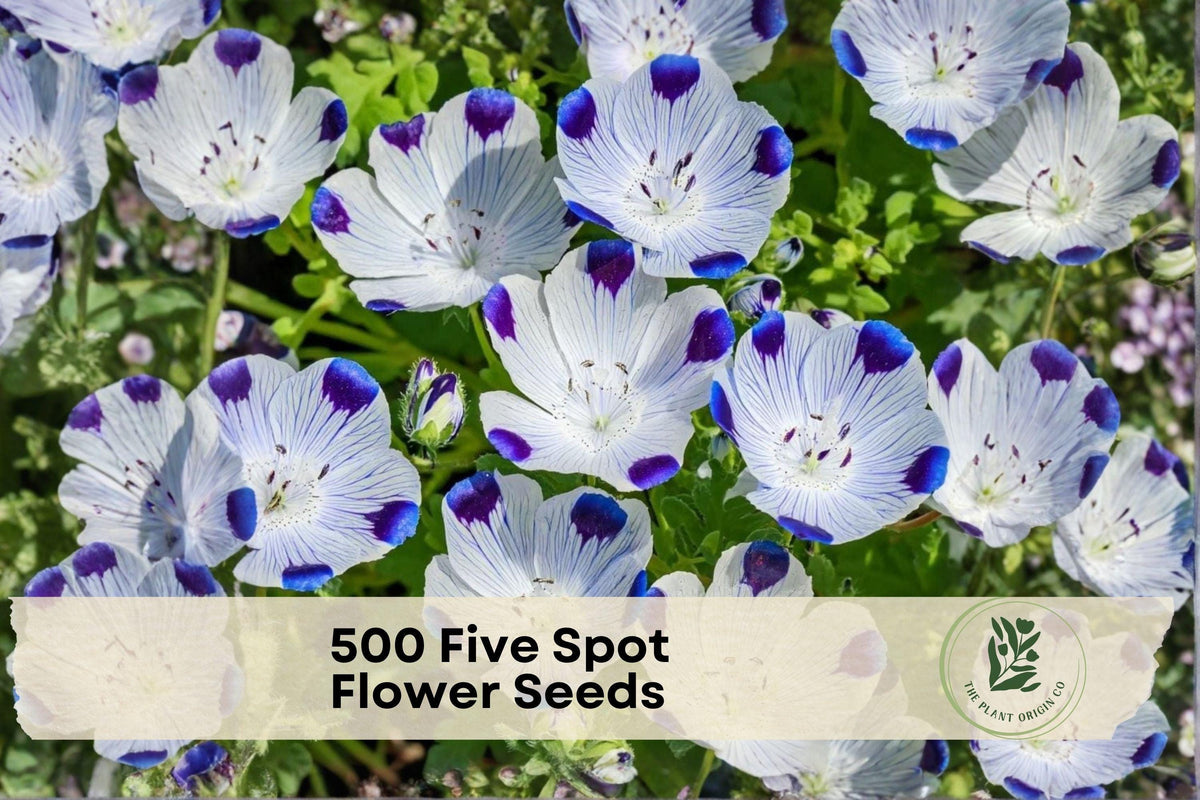 Five Spot Wildflower Seeds – Nemophila maculata, White with Purple Spots, Annual Flower, 500 Seeds for Borders & Wildflower Gardens