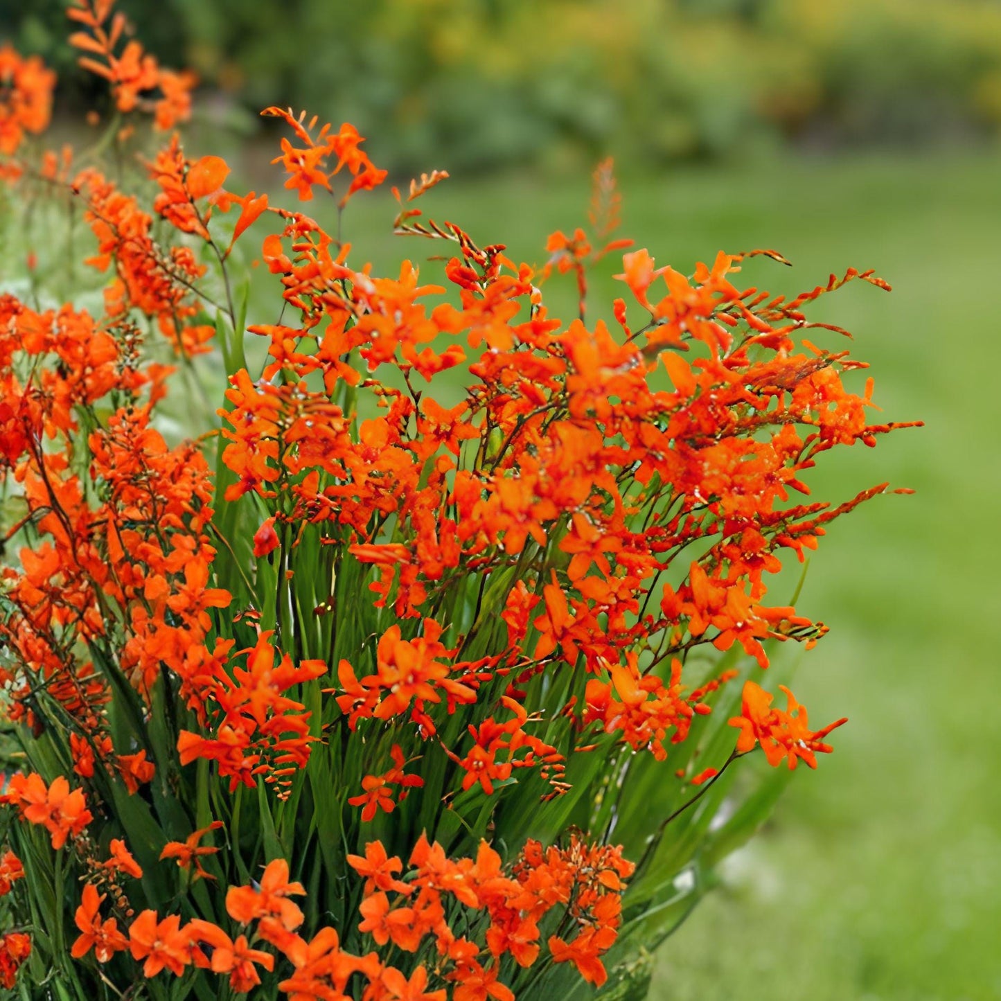 Montbretia Crocosmia Bulbs – Vibrant Orange Red Perennial Flowers for Garden Beds & Borders (15 Bulbs)