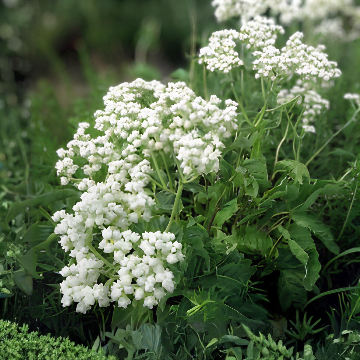 Wild Quinine Seeds – Parthenium integrifolium Perennial Wildflower with White Clusters for Prairies & Native Gardens