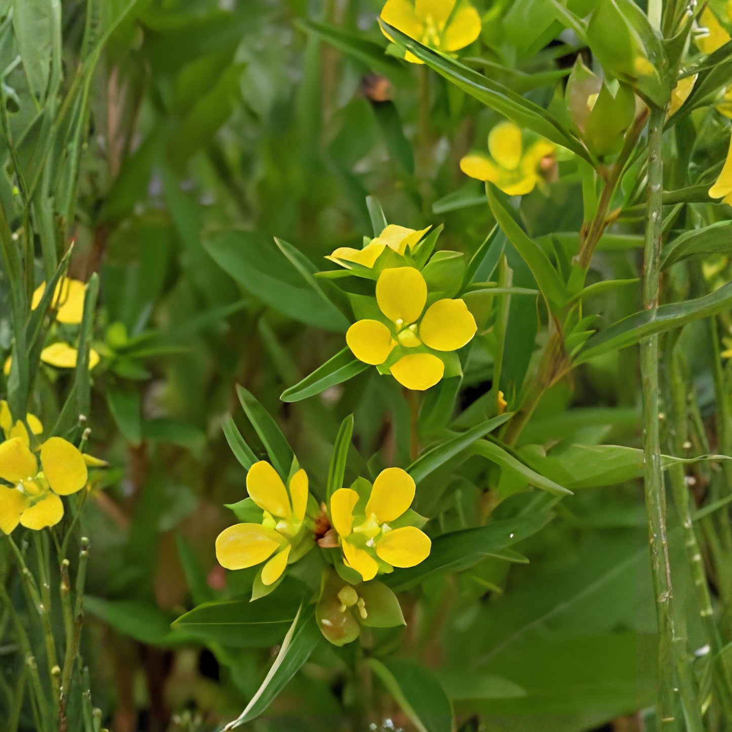 Seedbox Seeds 1000 Ludwigia alternifolia Perennial Wildflower with Yellow Blooms for Wetlands & Moist Gardens
