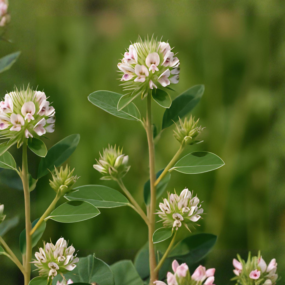 Roundhead Bush Clover Seeds – Lespedeza capitata Perennial Wildflower for Prairies & Meadows, Cream White Clusters, Drought Tolerant
