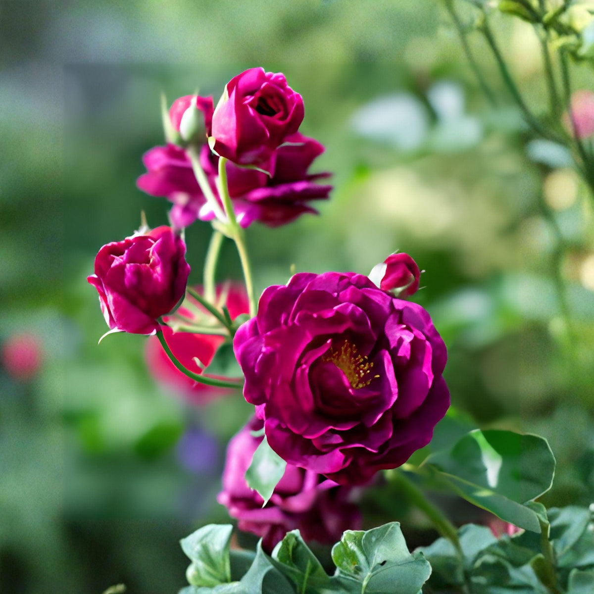 Burgundy Iceberg Rose Cuttings | Red Flowering Shrub | Unrooted 6" Live Plant | Rosa spp.