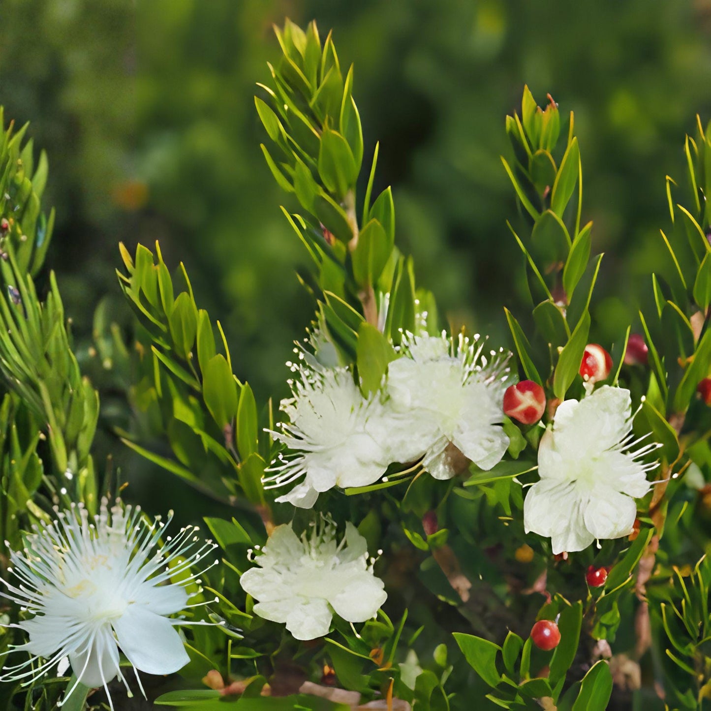 White Myrtle Cuttings | Myrtus communis Evergreen Shrub with Fragrant White Blooms – 7 Unrooted Live Propagation Cuttings