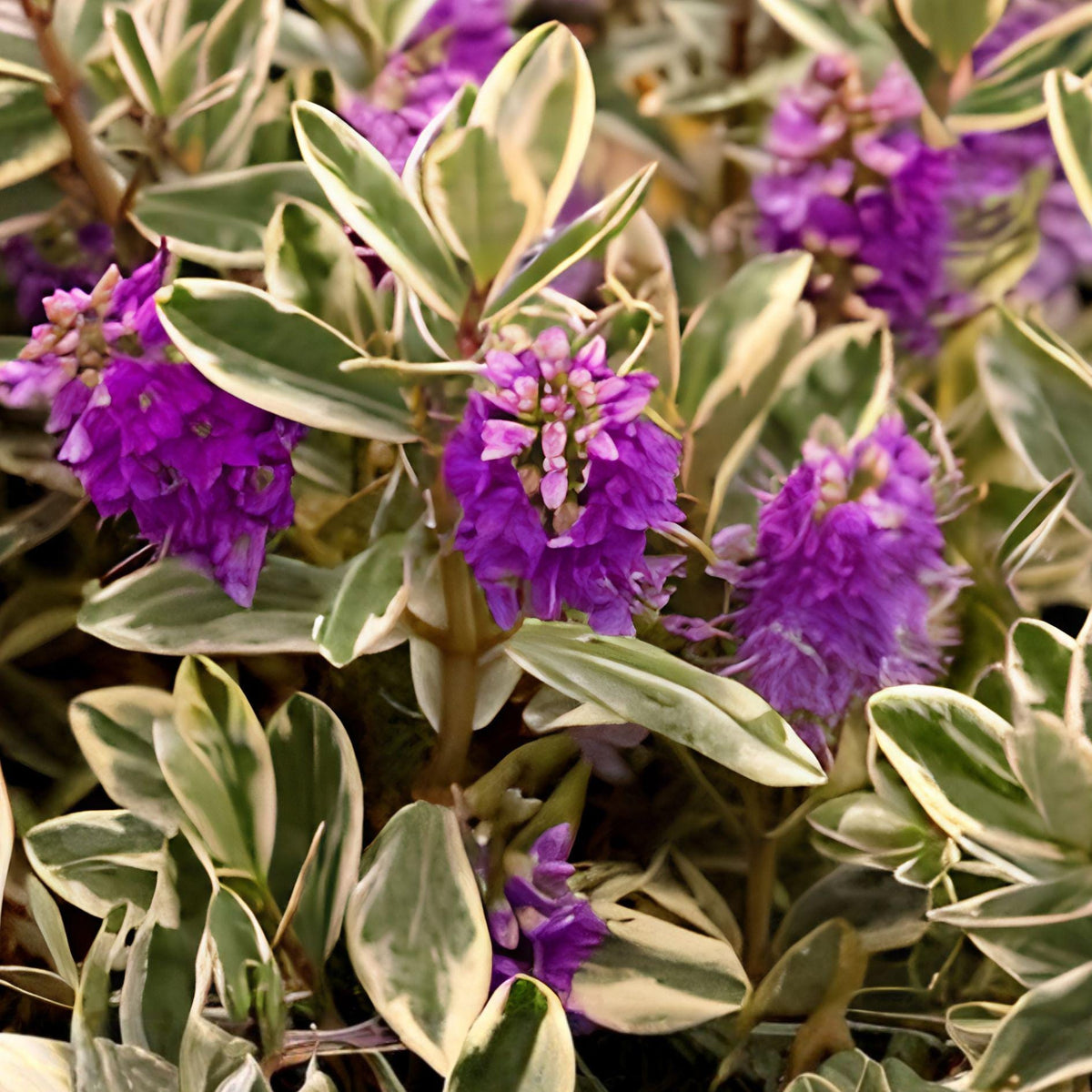 Purple Veronica Shrub | Hebe franciscana Evergreen Flowering Plant | Hardy, Deer-Resistant, Container & Landscape