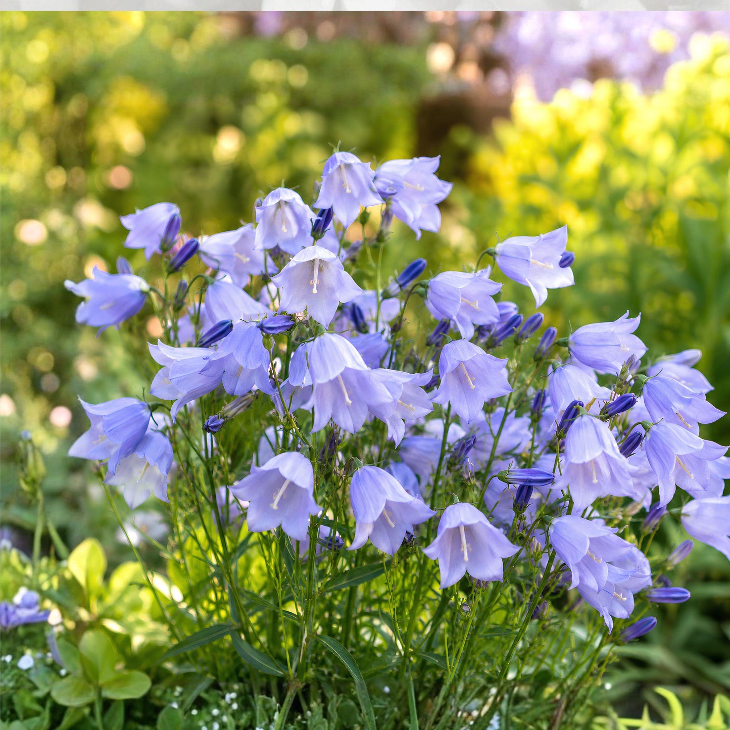 Campanula rotundifolia Harebells Seeds – Perennial Wildflower for Gardens, Pollinator Attracting, Cottage & Rock Garden Planting