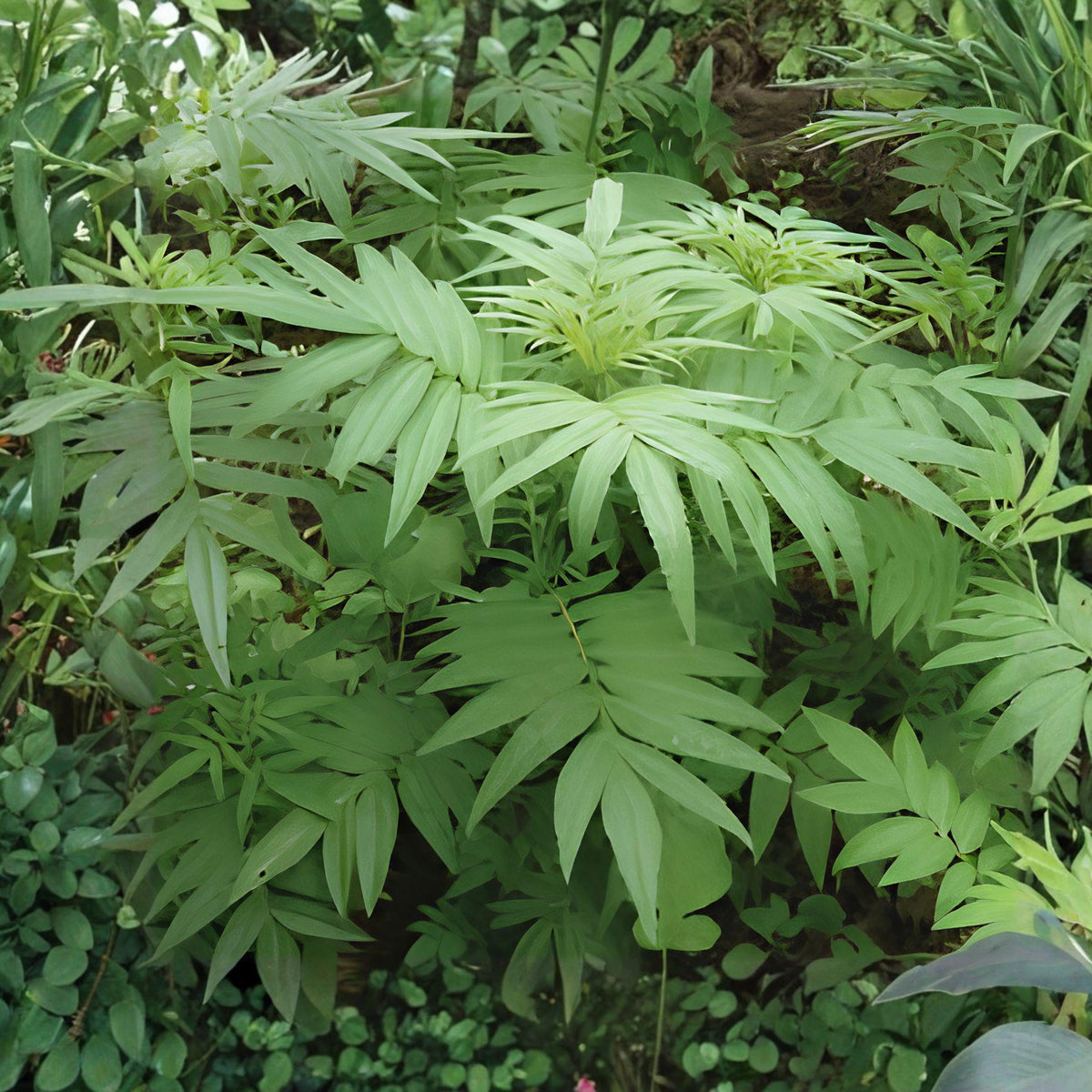 Black Mint Huacatay Seeds – 100 Viable Tagetes minuta for Culinary, Pollinator Gardens & Edible Landscapes