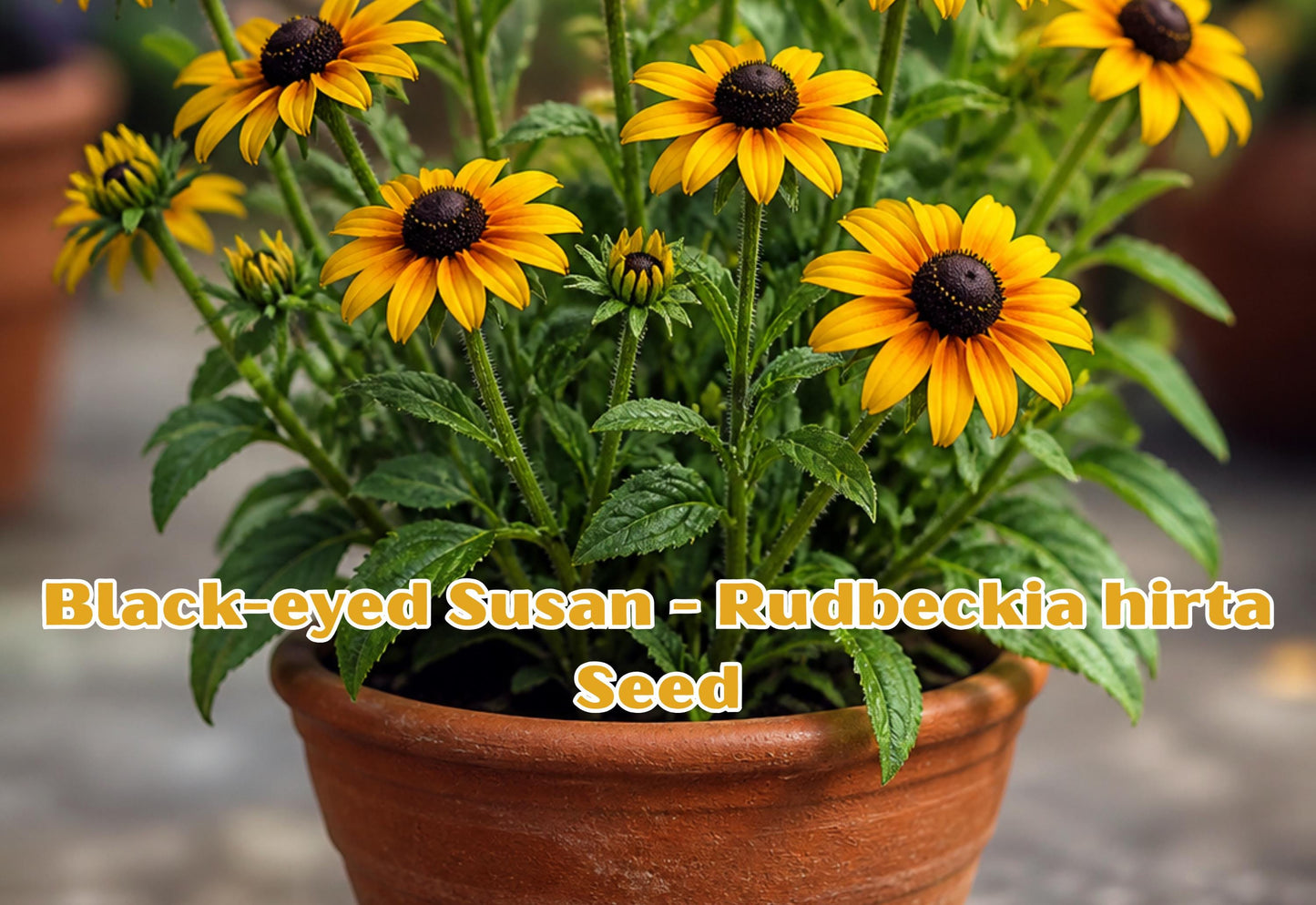 Black-Eyed Susan Seeds, Rudbeckia hirta, Yellow Wildflower, Pollinator Friendly, Easy Grow, Summer Bloom, 400 Seeds
