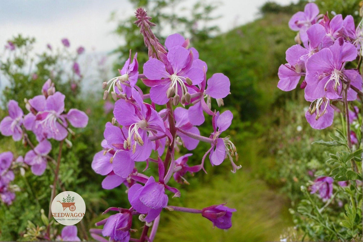 Fireweed Seeds - 500 Native Wildflower Seeds for Pollinator Gardens, Meadow, Rewilding, Chamaenerion angustifolium