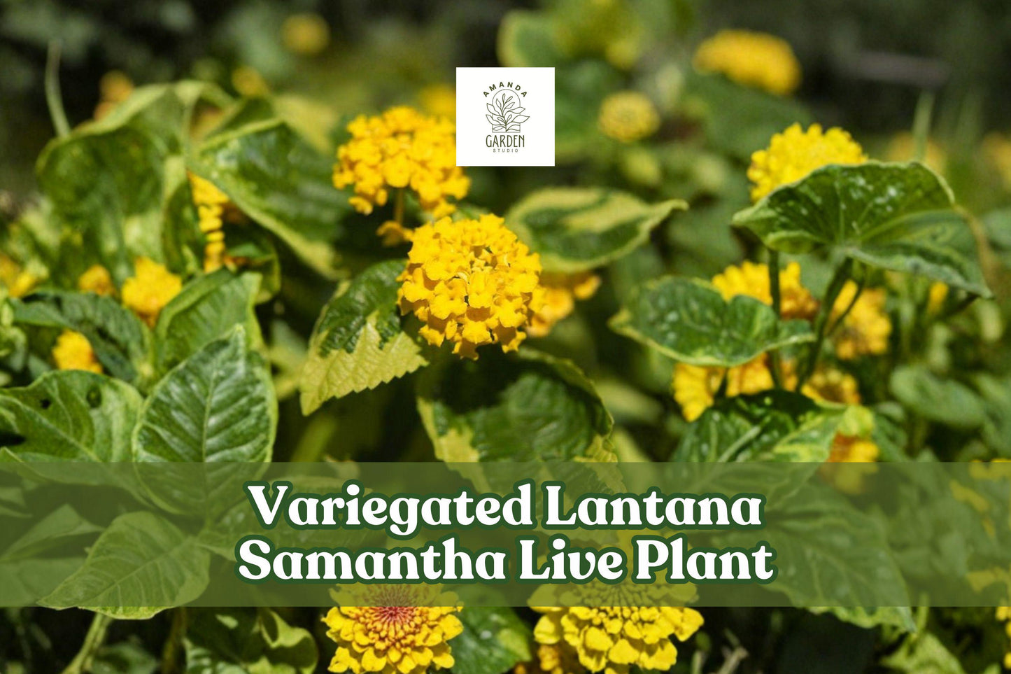 Variegated Lantana Samantha Live Plant Starter Plug Yellow Flowers for Pollinator Garden, Containers & Borders