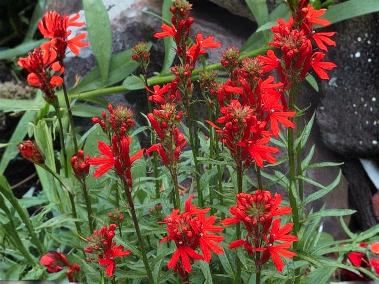 Cardinal Flower Seeds – Lobelia cardinalis Native Wildflower for Pollinator Gardens & Rain Gardens, Bright Red Blooms