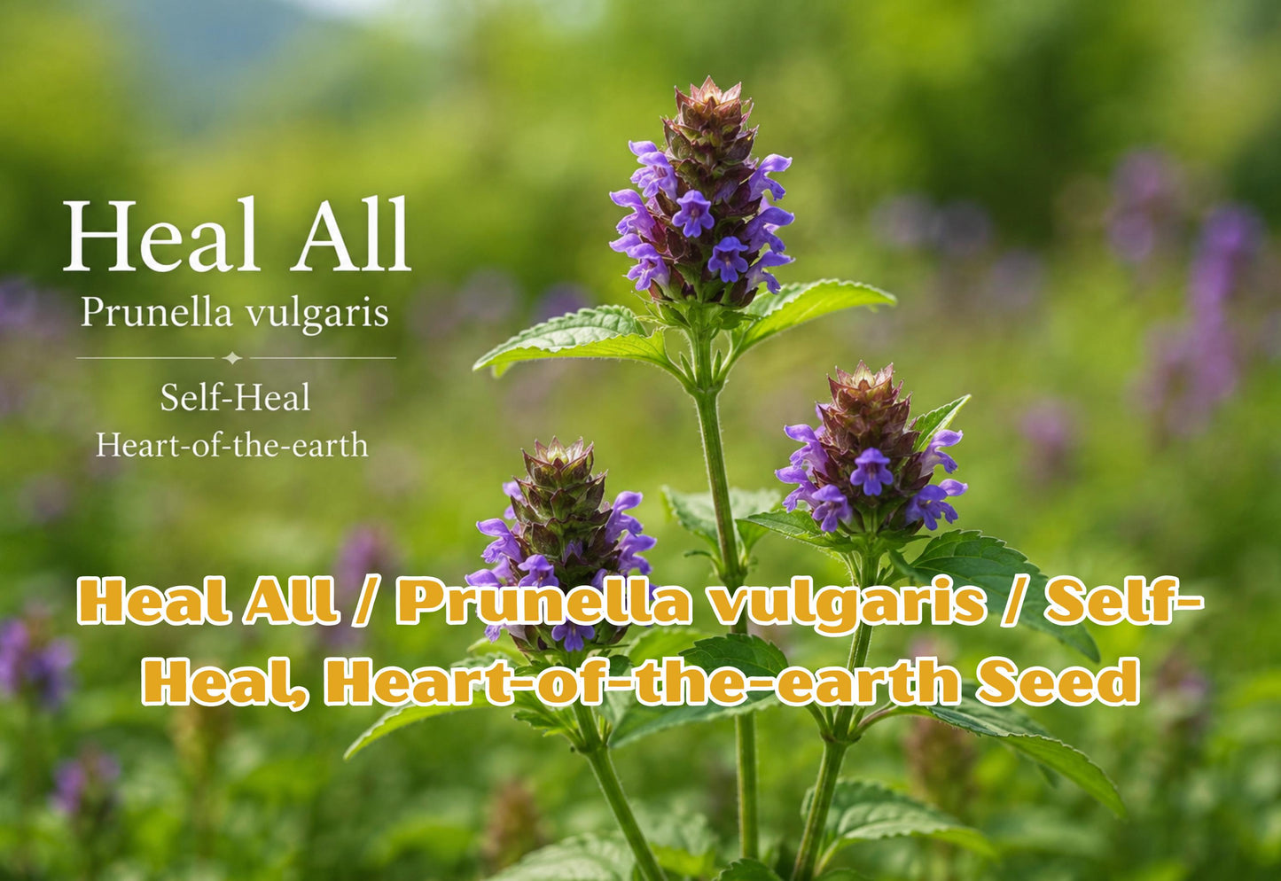 Heal All Seeds, Prunella vulgaris, Self-Heal Perennial Herb, Purple Flowers, Medicinal Wildflower Garden Seeds, Pollinator-Friendly Plants