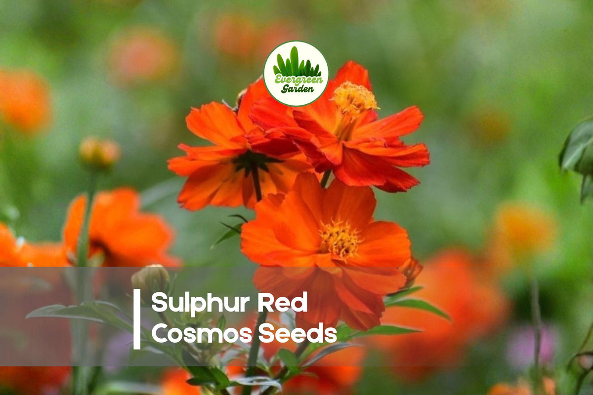 200 Sulphur Red Cosmos Seeds - Bright Red-Orange Blooms, Heat & Drought Tolerant, Cosmos sulphureus, Wildflower, Pollinator-Friendly