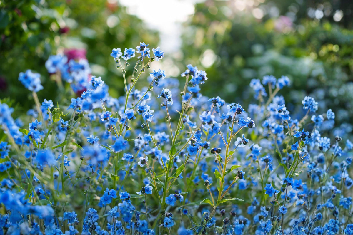 Blue Chinese Forget-Me-Not Seeds (Cynoglossum amabile) – Annual Flower for Borders & Cut Flowers, Sky-Blue Blooms, Pollinator Attractant