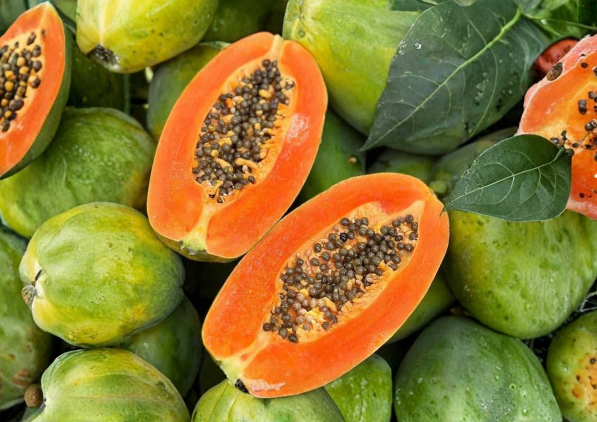 Papaya Seedling – 12-24 Inches Tall – Carica papaya Tropical Fruit Plant for Garden, Orchard, or Container Growing