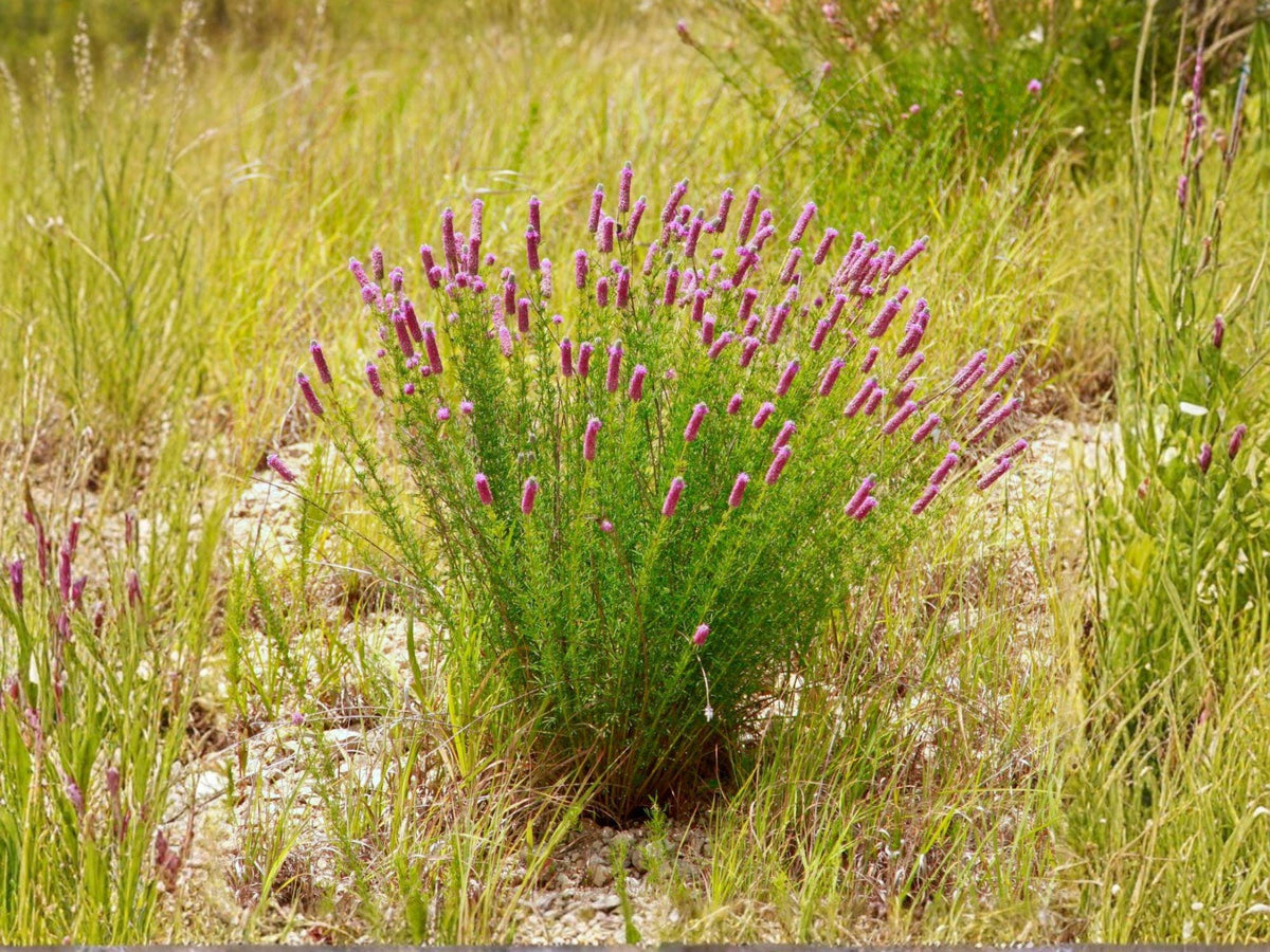 Purple Prairie Clover Seeds | Dalea purpurea Perennial Flowering Plant | Native Prairie Garden Seeds