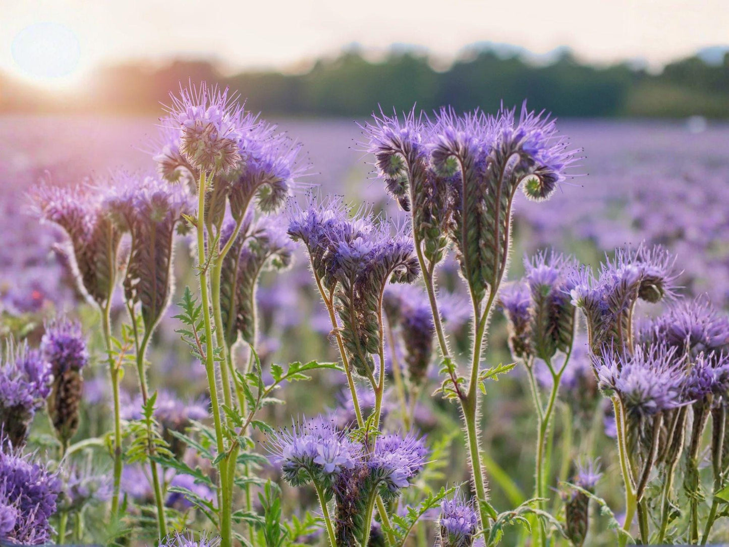 Lacy Phacelia Flower Seeds – 100 Lavender to Purple Blooming Annual Plant – Phacelia tanacetifolia for Garden Beds & Natural Landscaping