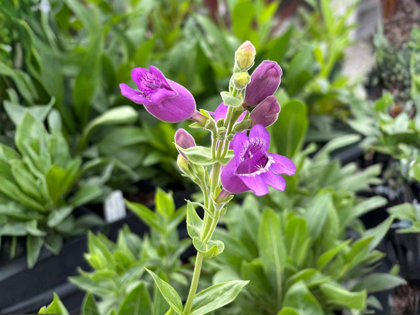Penstemon cobaea Seeds – Showy Beardtongue Native Wildflower, Pink & White, Heirloom, Non-GMO, Pollinator Garden Flower, 40 Seeds