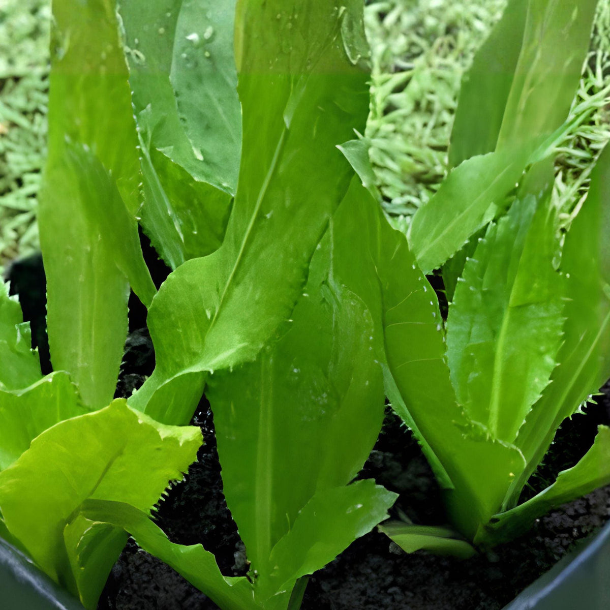 Vietnamese Culantro Seeds, Eryngium foetidum, Herb Seeds for Culinary Use, 100 Seeds