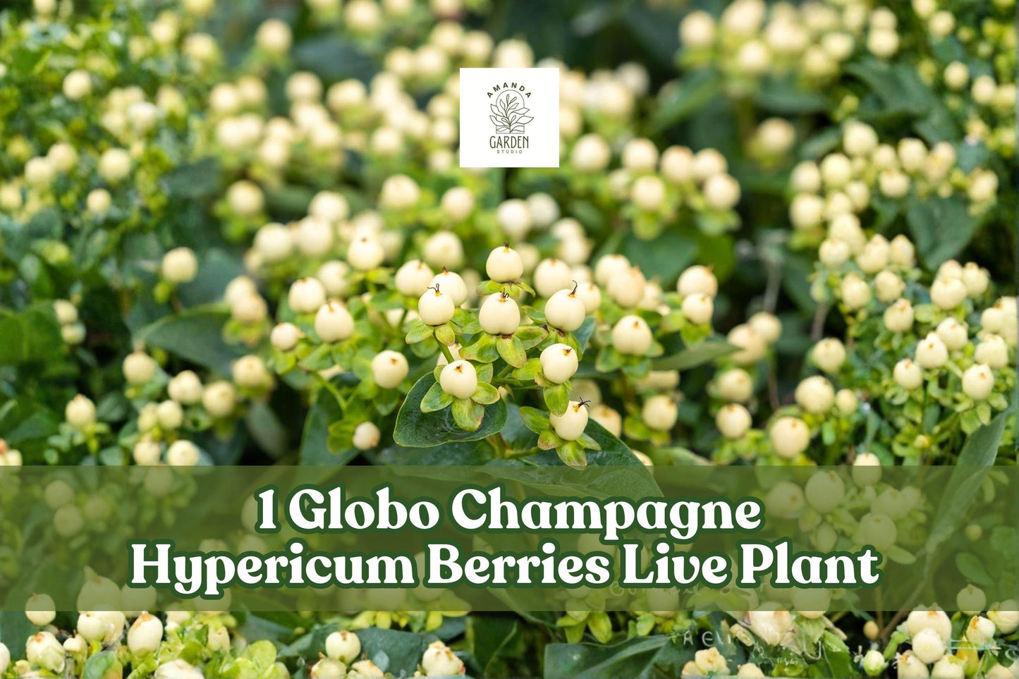 Hypericum Berries Live Plant Plug | GLOBO™ Champagne Ornamental Shrub for Cut Flowers & Garden Display