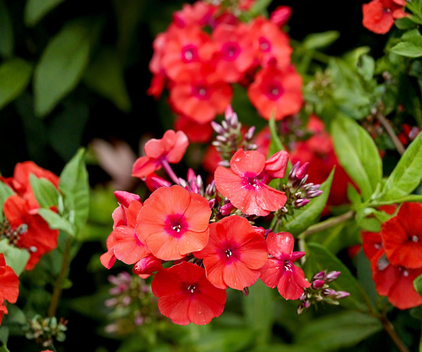 Phlox Orange Perfection Bare Root Plant – Fragrant Summer Perennial, Bright Orange Blooms, Zone 4-8, Pollinator Attracting, 30-36 Inches