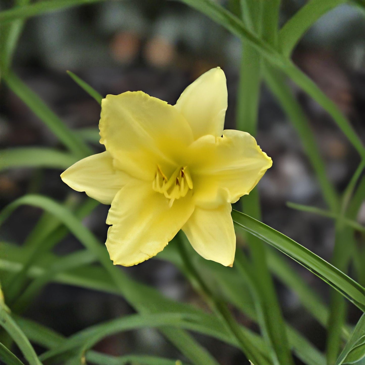 Big Time Happy Daylily Plant – Hemerocallis 'Big Time Happy' – Bright Yellow Trumpet Flowers, Perennial Flowering Plant, Clumping Growth