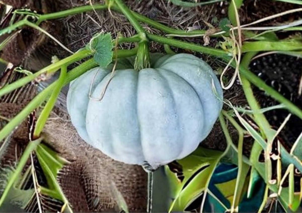 Jarrahdale Blue Pumpkin Seeds Heirloom Queensland Cinderella Storage Variety for Garden Planting