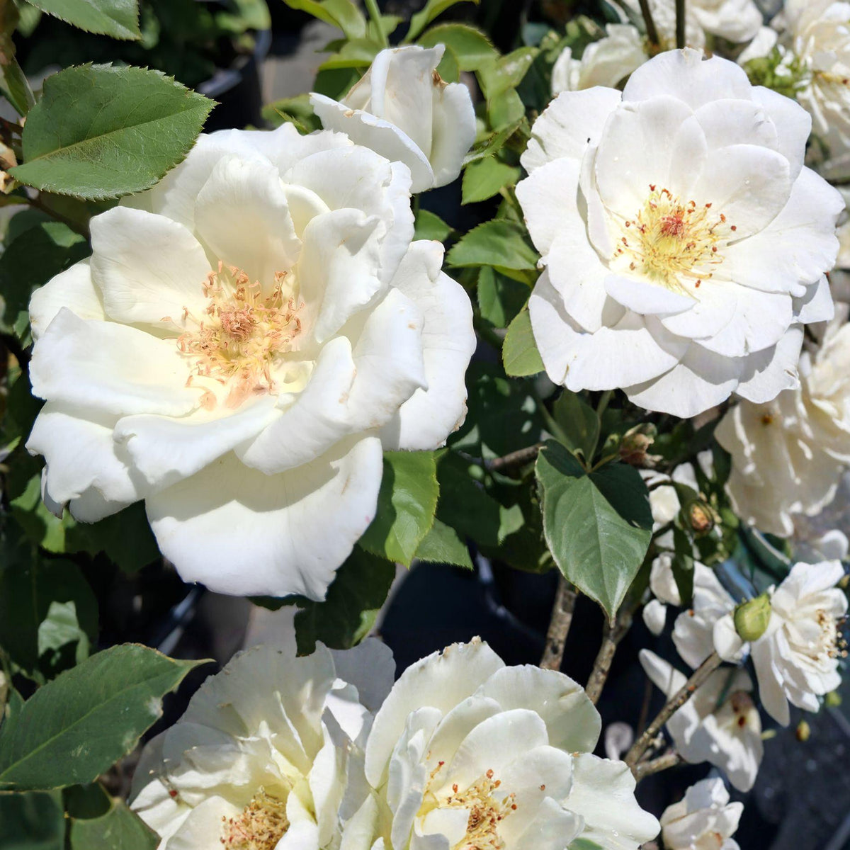 White Lightnin Rose Plant – 1 Gal Rosa grandiflora Flowering Shrub with White Blooms for Garden & Landscape