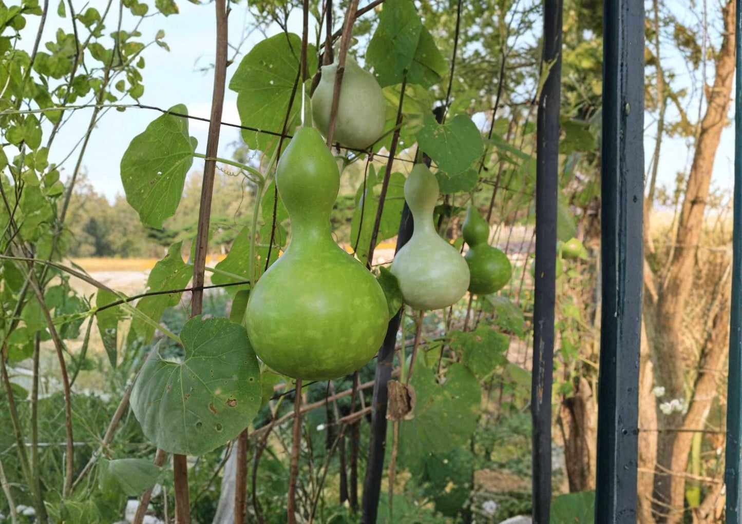 Purple Martin Birdhouse Gourd Seeds - Heirloom Large Hard-Shell Ornamental Climbing Vines for Crafting and Wildlife Gardens