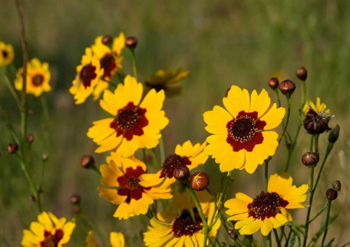 Gloriosa Daisy Seeds Heirloom Rare Flower Seeds for Garden Planting, Bright Golden Red Blooms, Pollinator Friendly, Tall, Heirloom, Rudbeckia hirta
