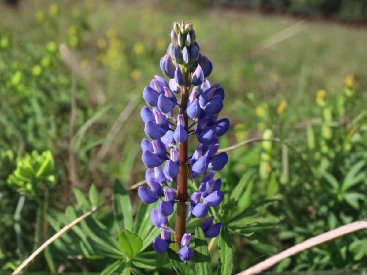 Blue Lupine Seeds for Planting – Lupinus perennis Native Perennial Wildflower for Pollinator Gardens