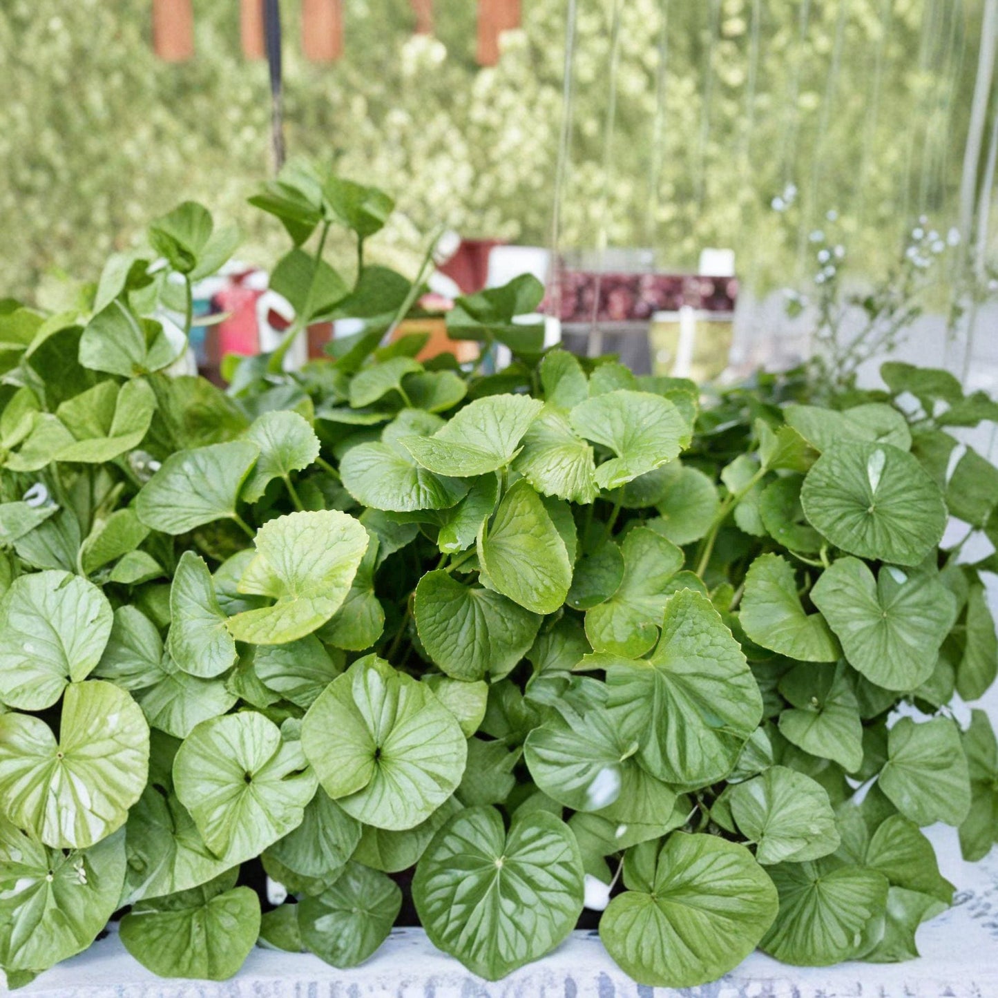 Gotu Kola Bare Root Plants – Centella asiatica Herb Ground Cover, 10 Live Roots