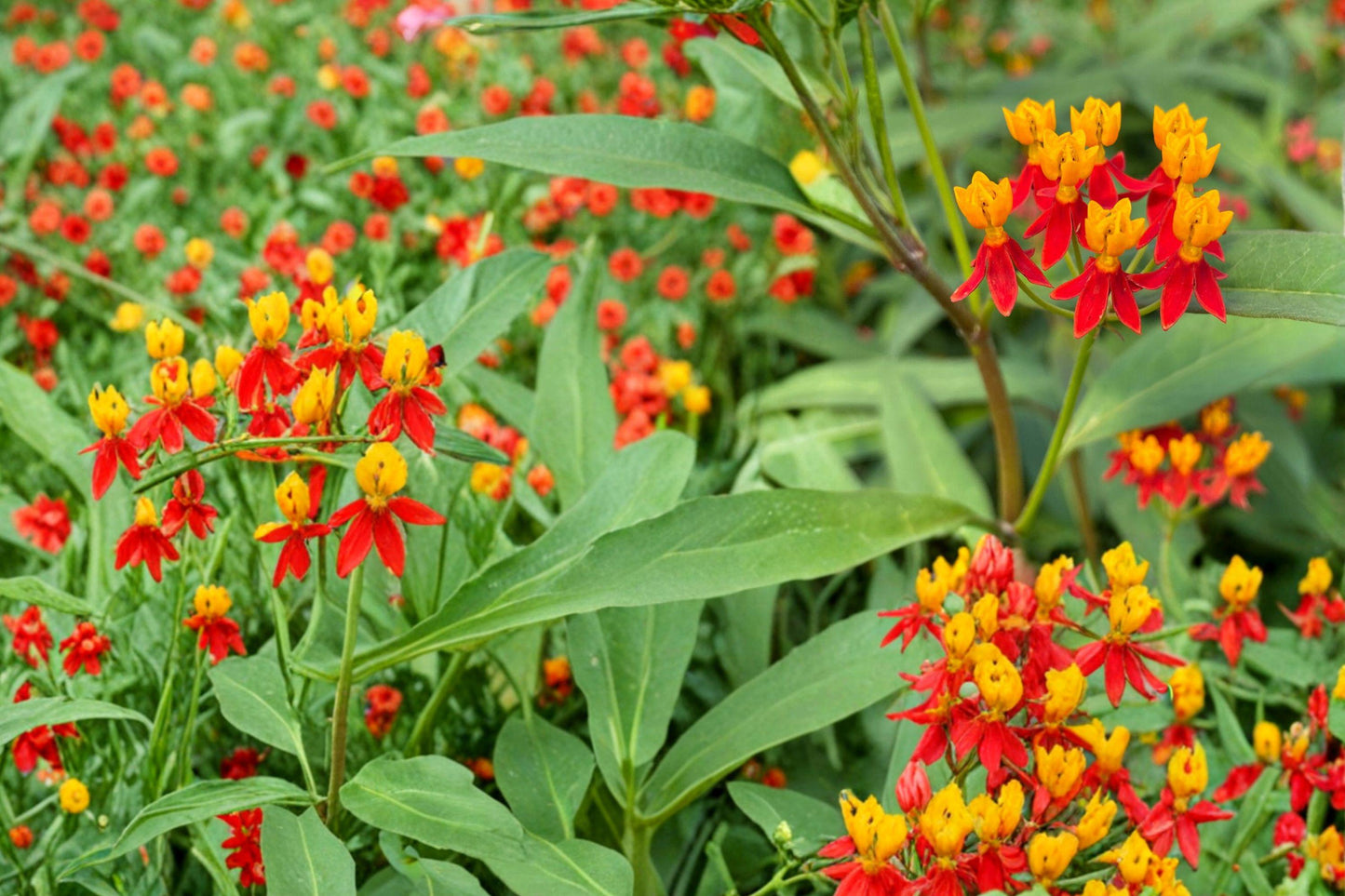 Bloodflower Milkweed Seeds – Asclepias curassavica Perennial Flower Seeds with Red and Orange Blooms, Butterfly & Pollinator Attractant