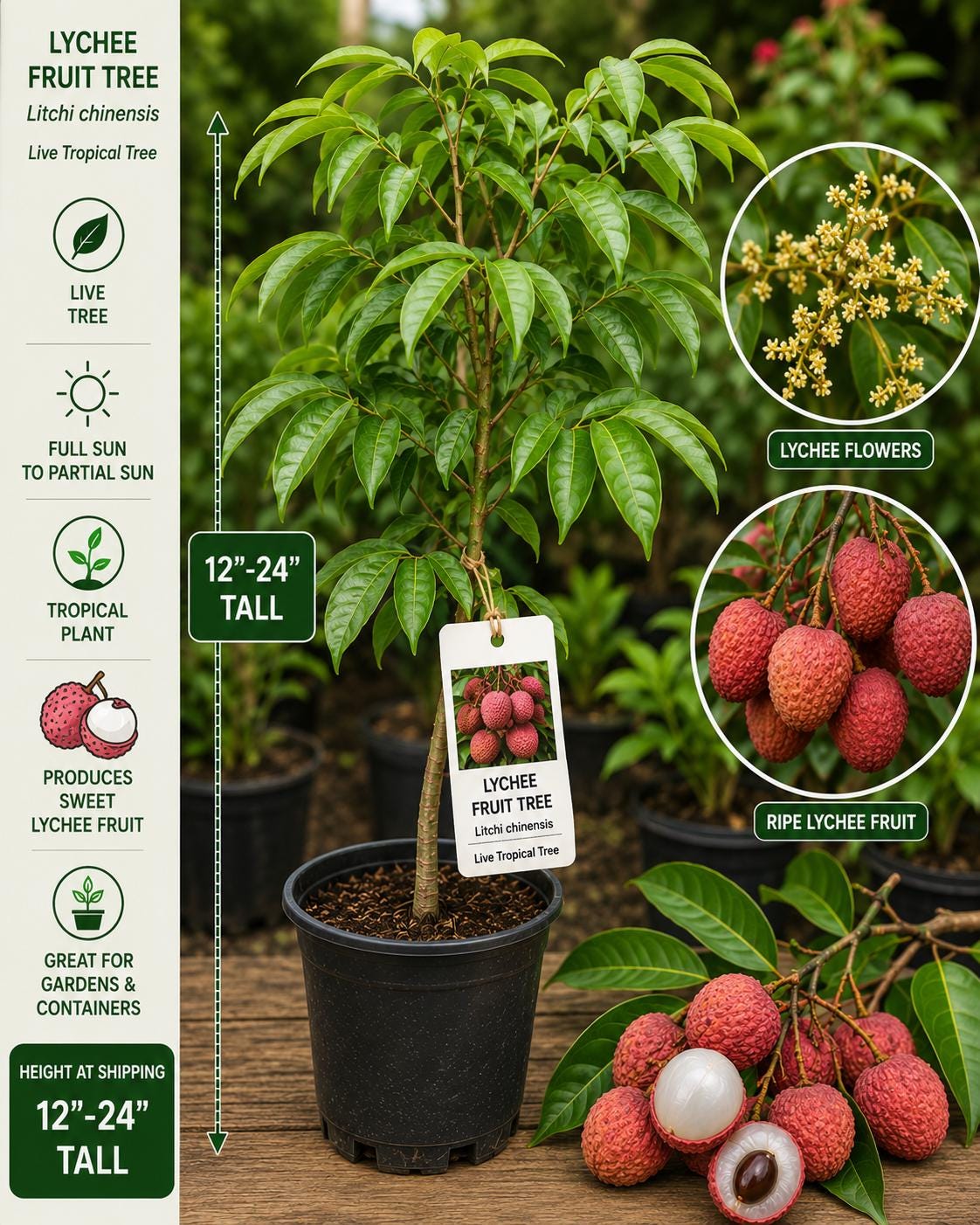 Lychee Live Fruit Tree 12–24 Inches Tall – Litchi chinensis – Tropical Edible Tree for Backyard Gardens and Orchards