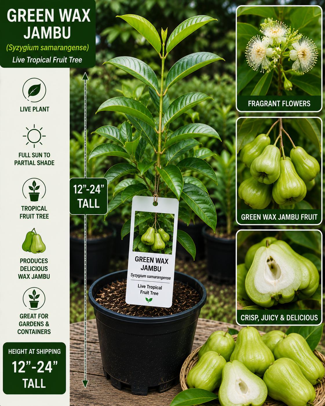 Green Wax Jambu Live Fruit Tree – Syzygium samarangense – Tropical Edible Landscape Plant – 12-24 Inches Tall