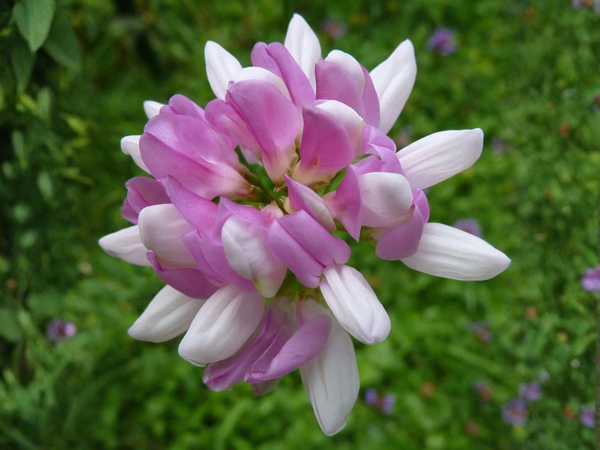 Coronilla varia Seeds – Crownvetch Penngift Ground Cover, Erosion Control, Non-GMO, Perennial, Pink & White Blooms