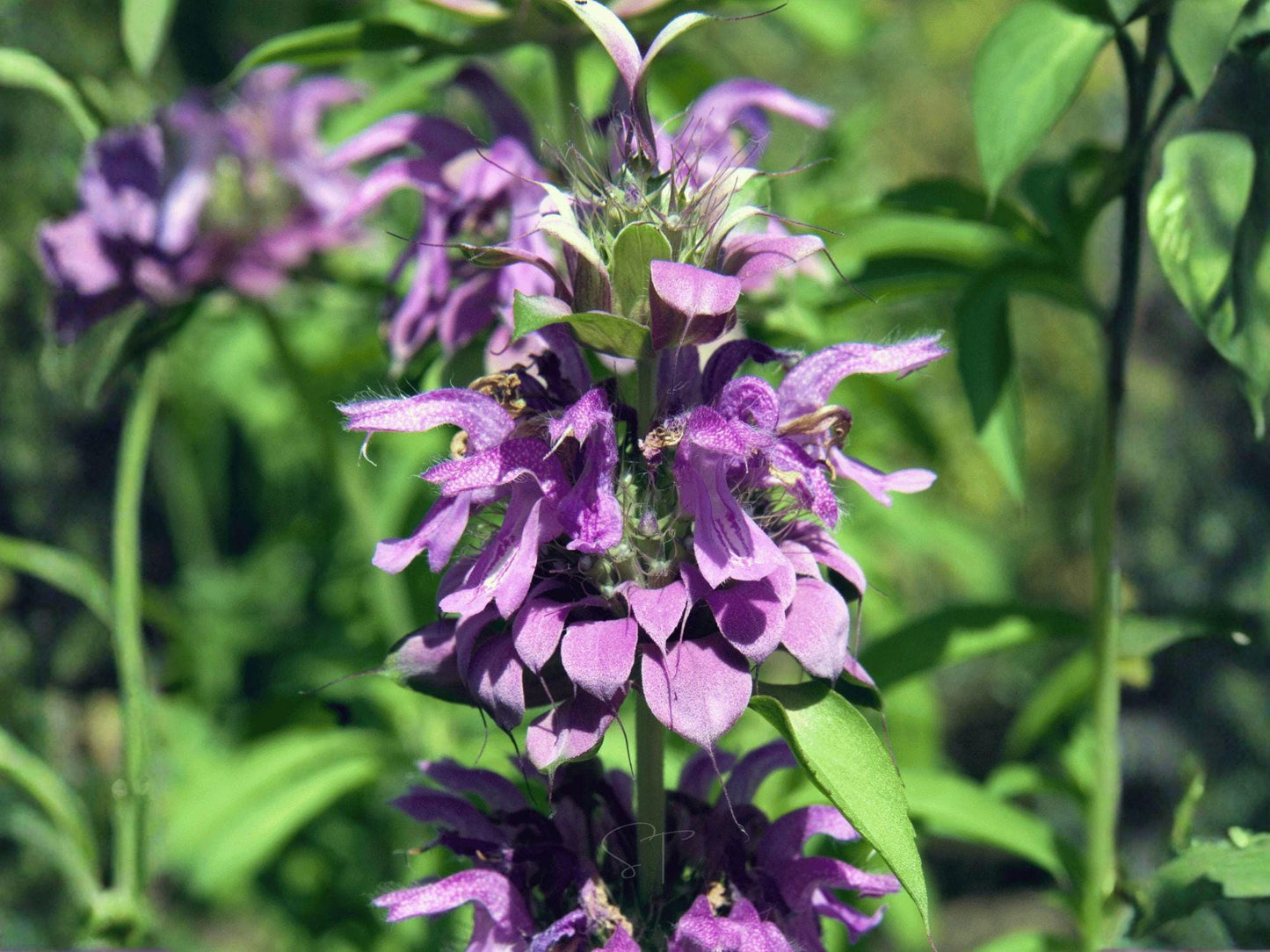 Lemon Mint Seeds – Heirloom Purple Bee Balm for Pollinator Gardens – Monarda citriodora, Aromatic, Non-GMO, Open-Pollinated
